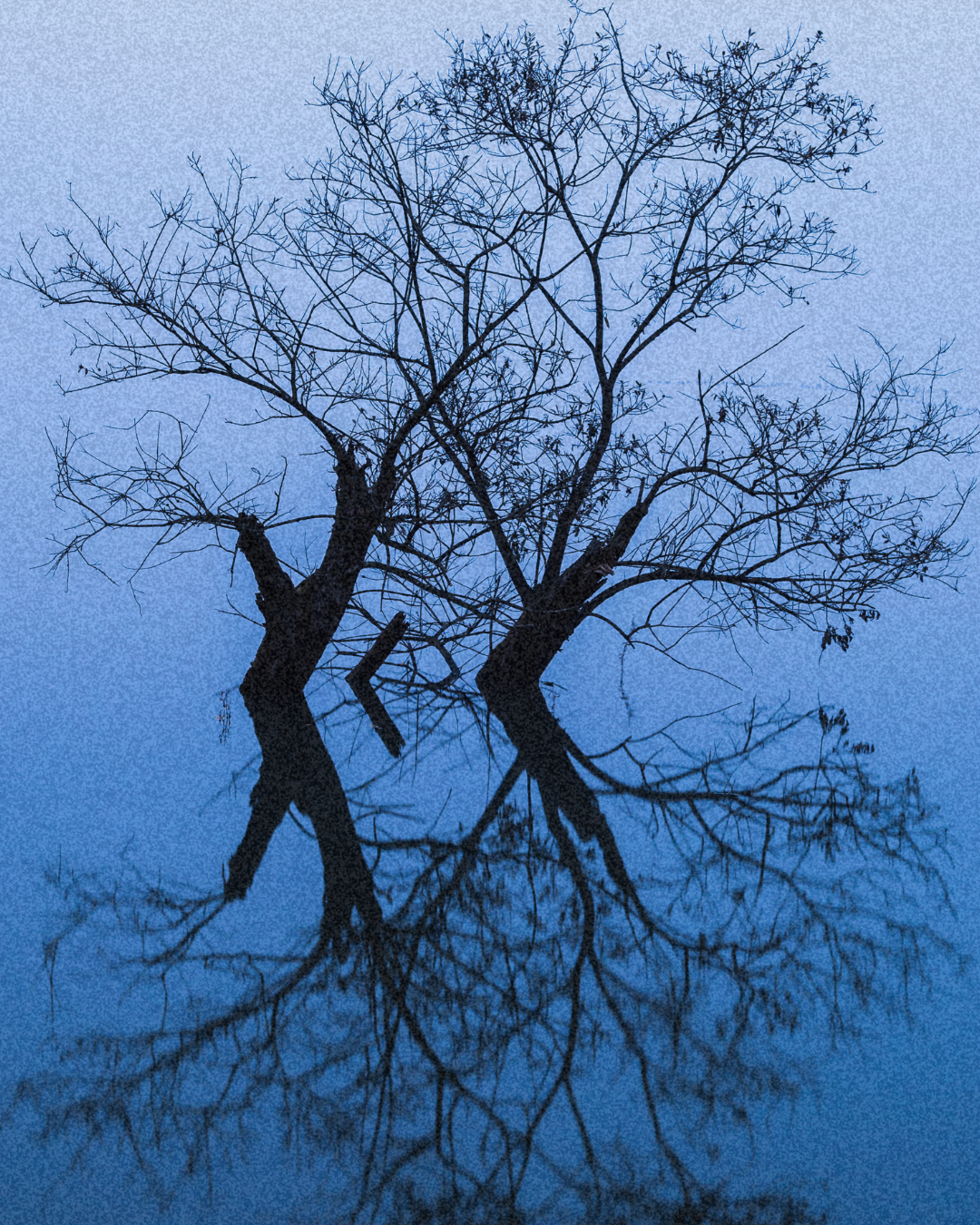 A tree in water